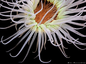 "Night Beauty" by Rico Besserdich 